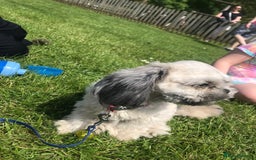 Shih Tzu dogs for sale: Buddy miniature shih tzu  - Image 6