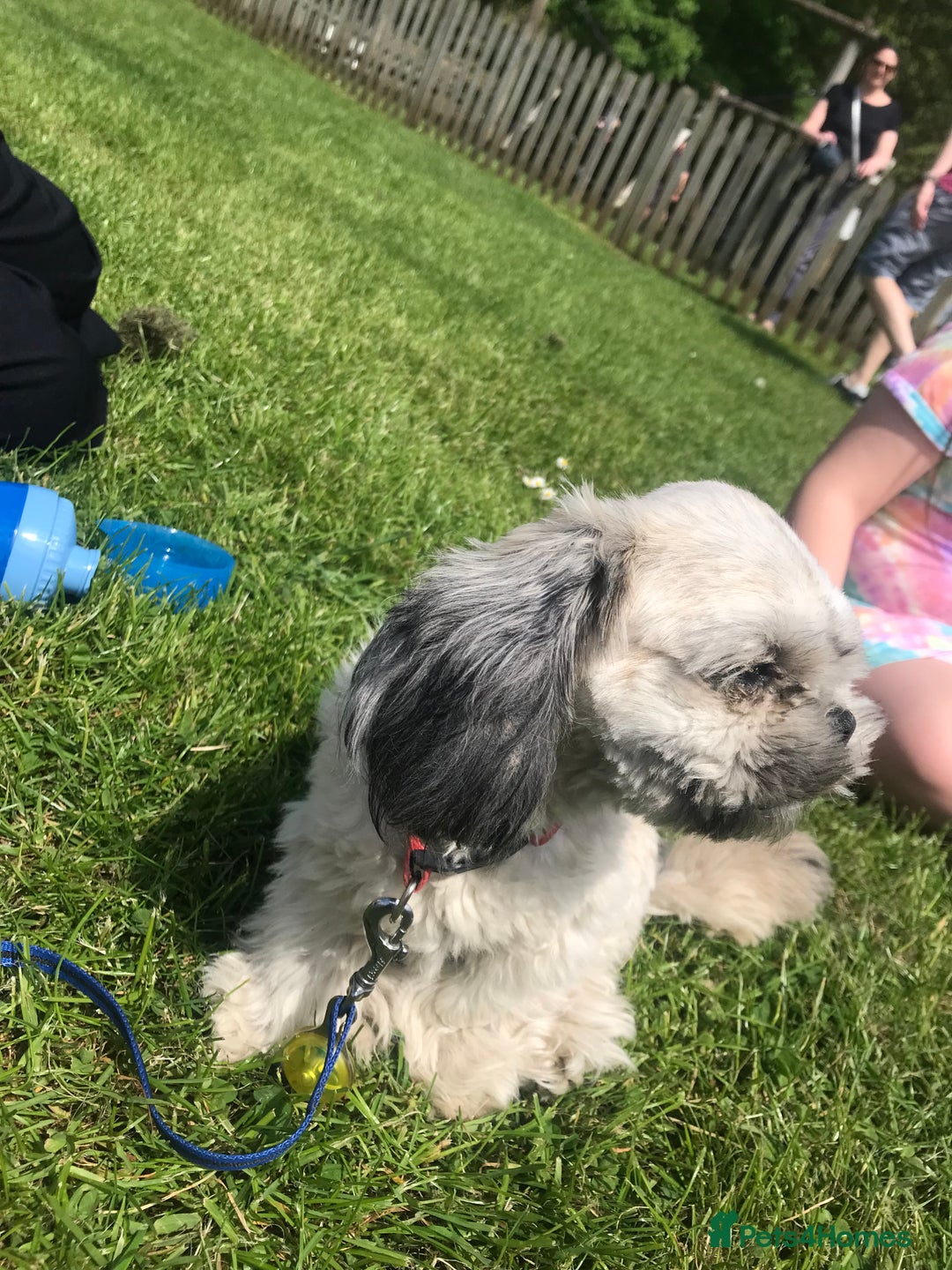 Shih Tzu dogs for sale: Buddy miniature shih tzu  - Image 6