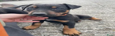 Huntaway Puppy 2
