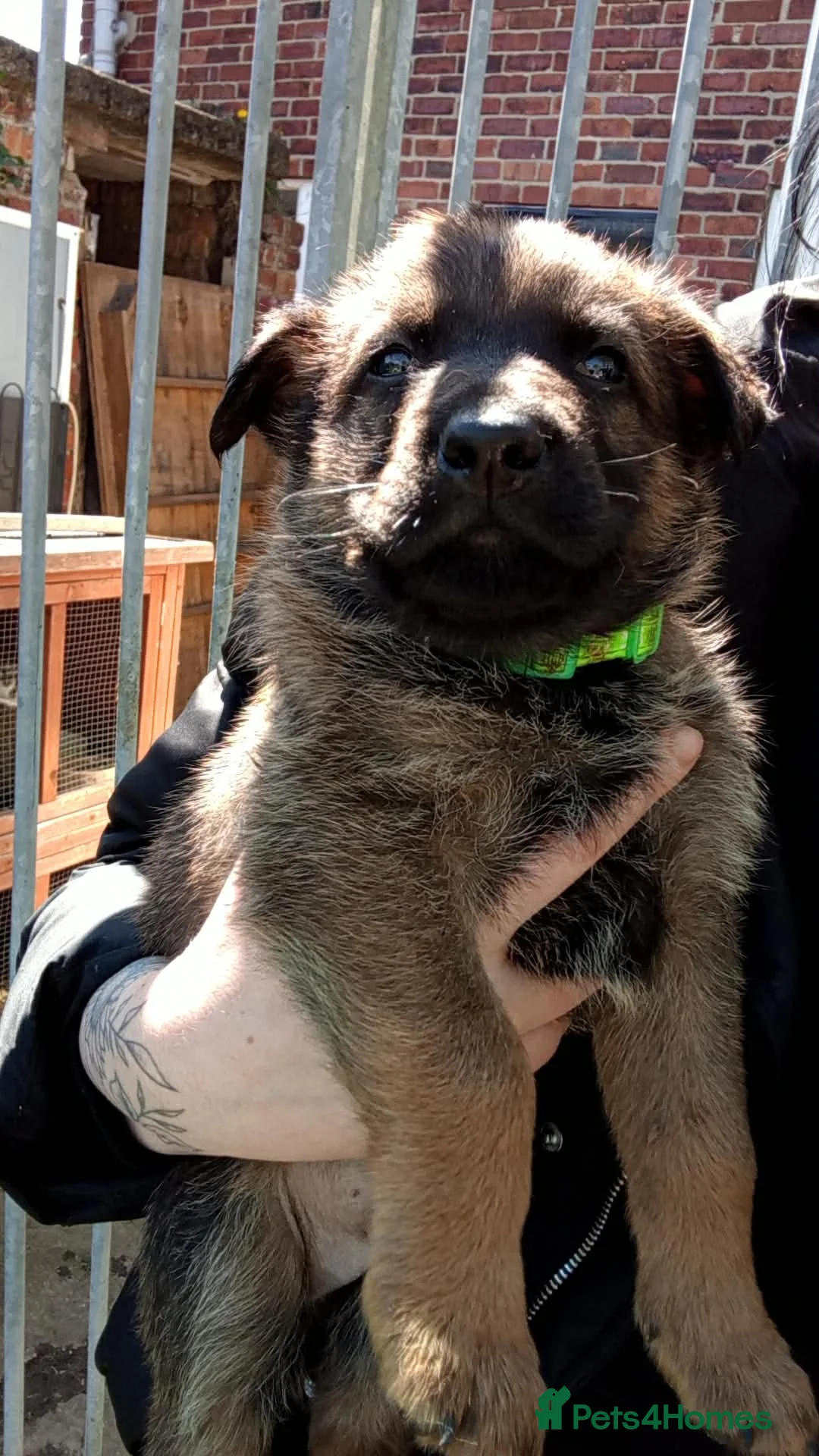 German Shepherd dogs for sale: German shepard puppies  in Rotherham - Advert 7