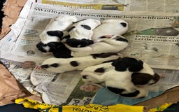 English Springer Spaniel dogs for sale: 6 springer spaniels pups - Image 1