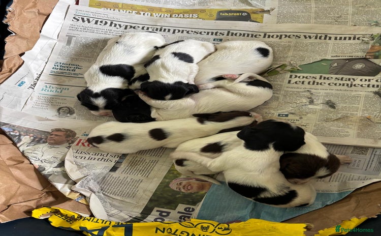 English Springer Spaniel dogs for sale - Advert 1