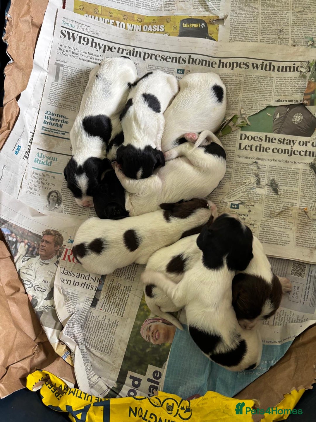 English Springer Spaniel dogs for sale: 6 springer spaniels pups - Image 1