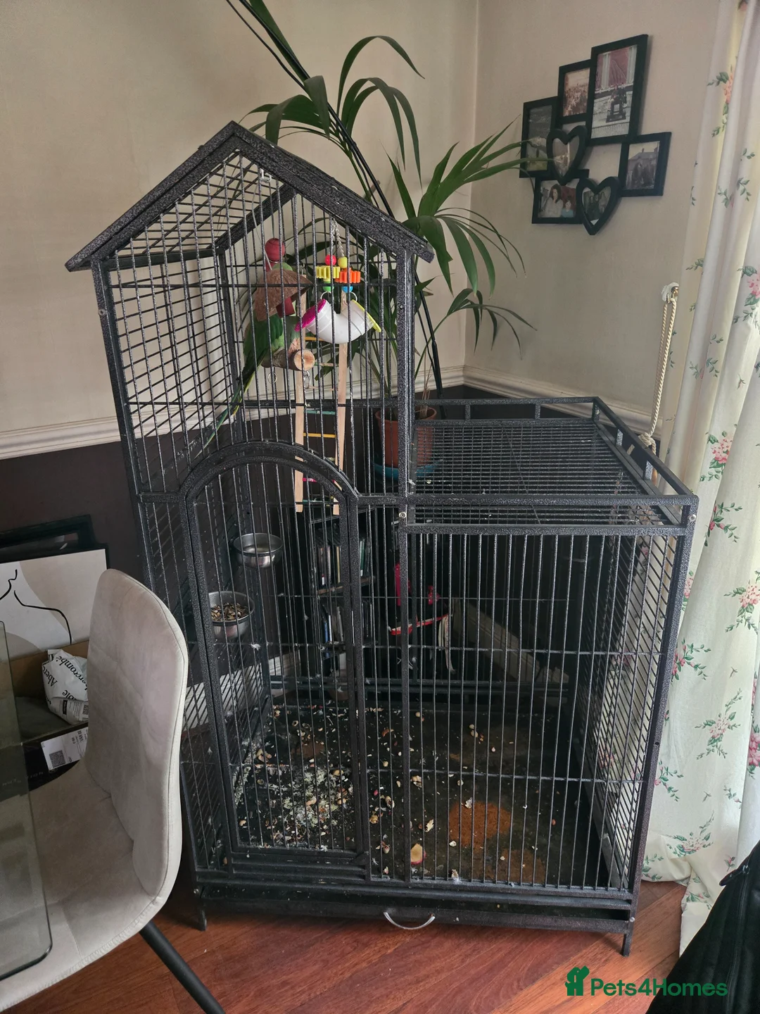 Parrots birds for sale: Beautiful alexandrine male parrot 🦜  in Birmingham - Advert 3