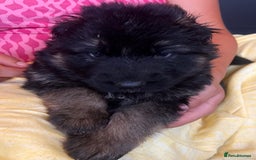 German Shepherd dogs for sale: Stunning Pedigree German Shepherd Puppies - Image 9