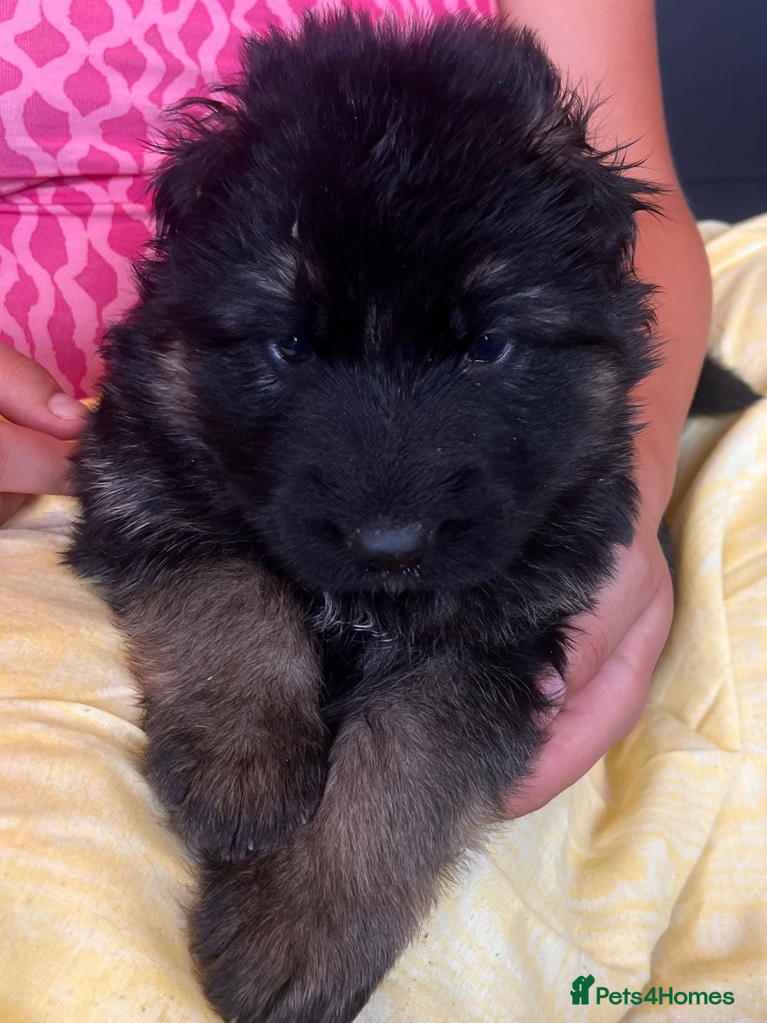 German Shepherd dogs for sale: Stunning Pedigree German Shepherd Puppies - Image 9