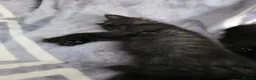 Mixed Breed cats for sale: Beautiful Fluffy Black Kittens - Advert 3