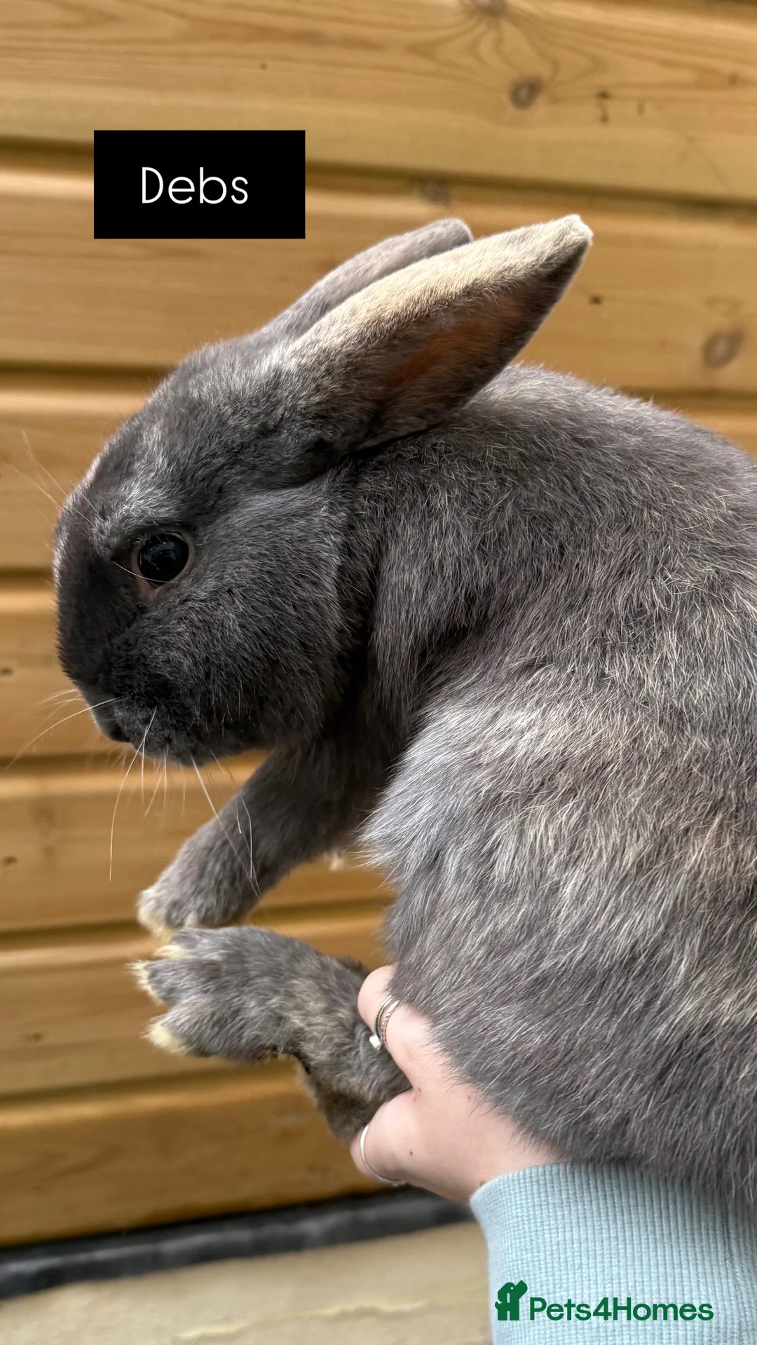 Mixed Breed rabbits for sale: Mixed  - Advert 4