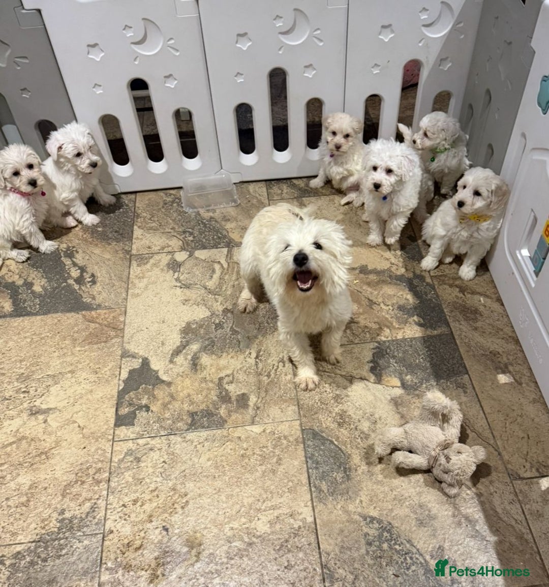 Mixed Breed dogs for sale: Toy Westiepoo Puppies - Non-Shed - Advert 9