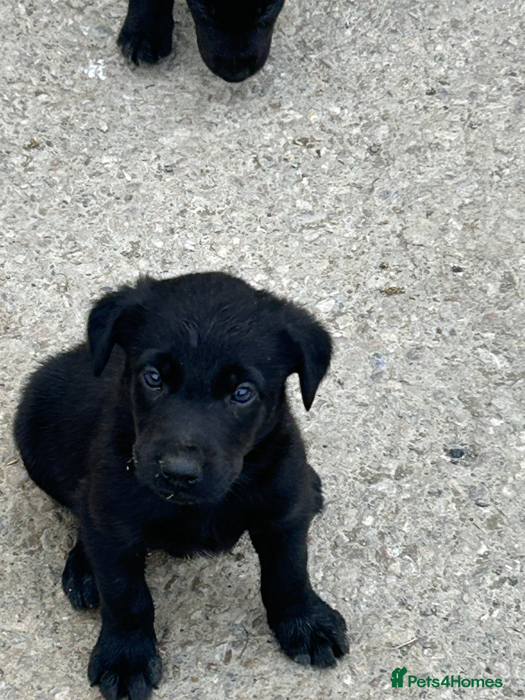 Borador dogs for sale: Labrador x collie pups - Image 2