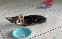 British Shorthair cats for sale: Stripped British shorthair kittens - Image 2