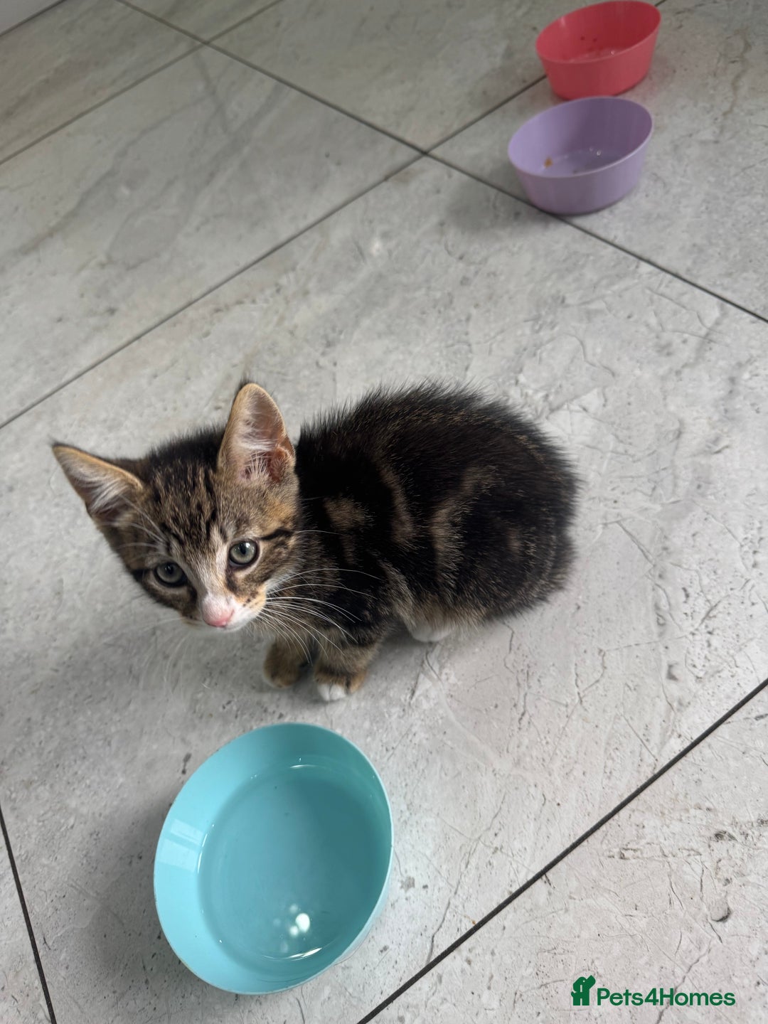 British Shorthair cats for sale: Stripped British shorthair kittens - Image 2