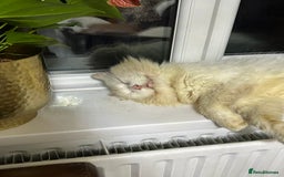 Turkish Angora cats for sale: FREE! Turkish Angora Cat Looking for a New Home  - Image 2