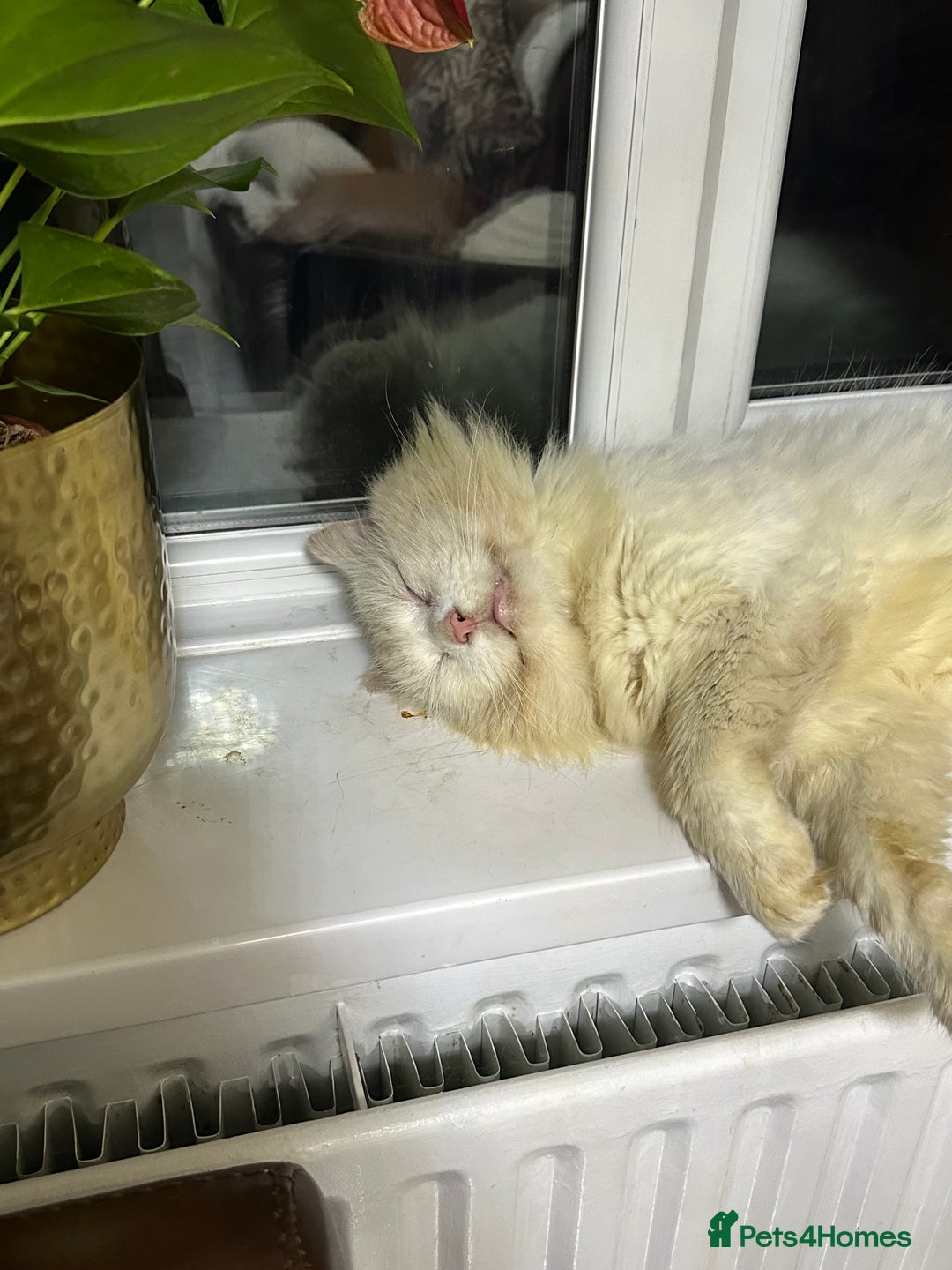 Turkish Angora cats for sale: FREE! Turkish Angora Cat Looking for a New Home  - Image 2