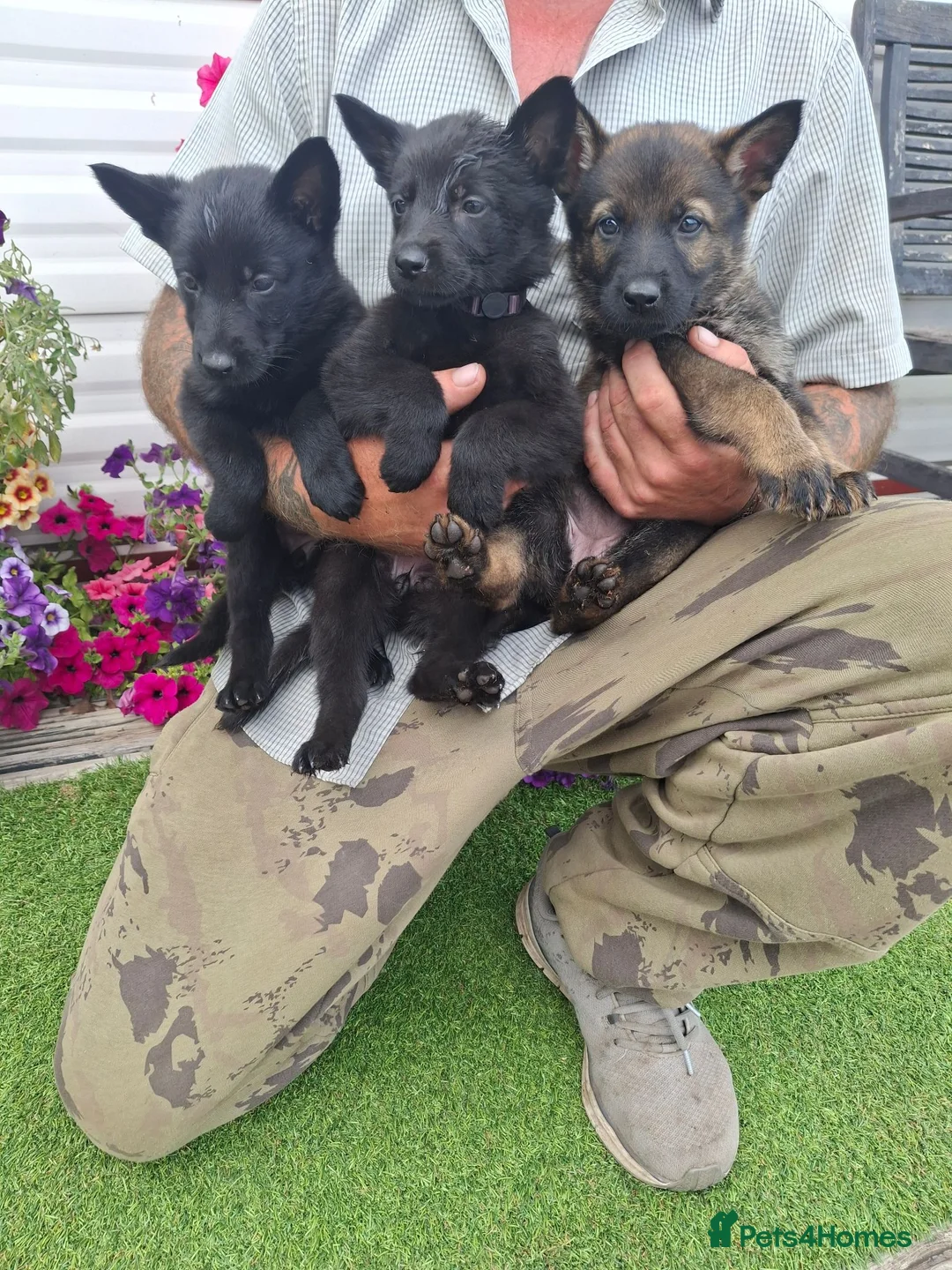 German Shepherd dogs for sale: Fully Health Tested KC Registered Working Line - Advert 2