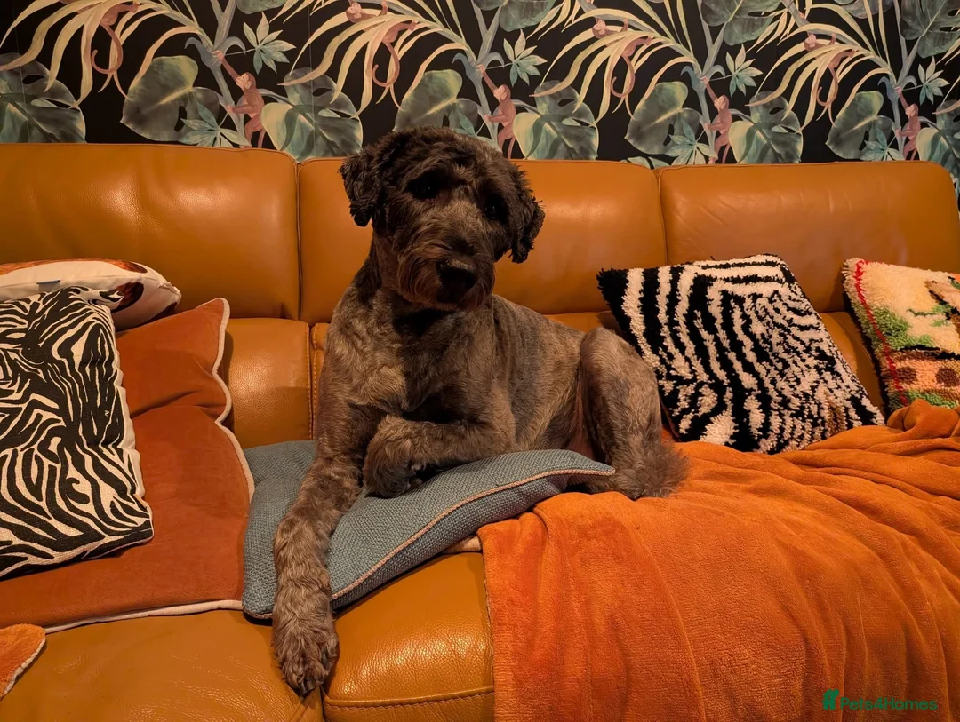 Mixed Breed dogs for sale: 8Yr Old Wheaten Terrier x Labradoodle in Chesterfield - Advert 1