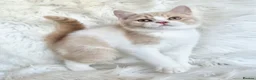 British Shorthair cats for sale: Gorgeous British shorthair kittens  - Advert 24
