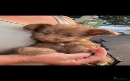 Mixed Breed dogs for sale: READY NOW 1 Pomapoo x Chihuahua boy  - Image 1