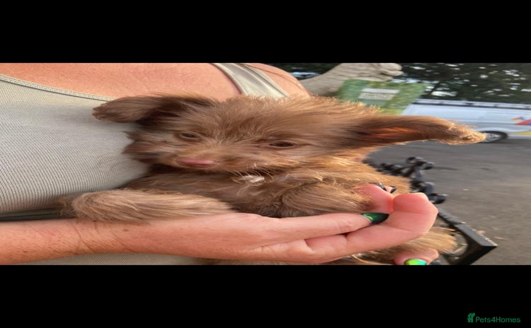 Mixed Breed dogs - Advert 5