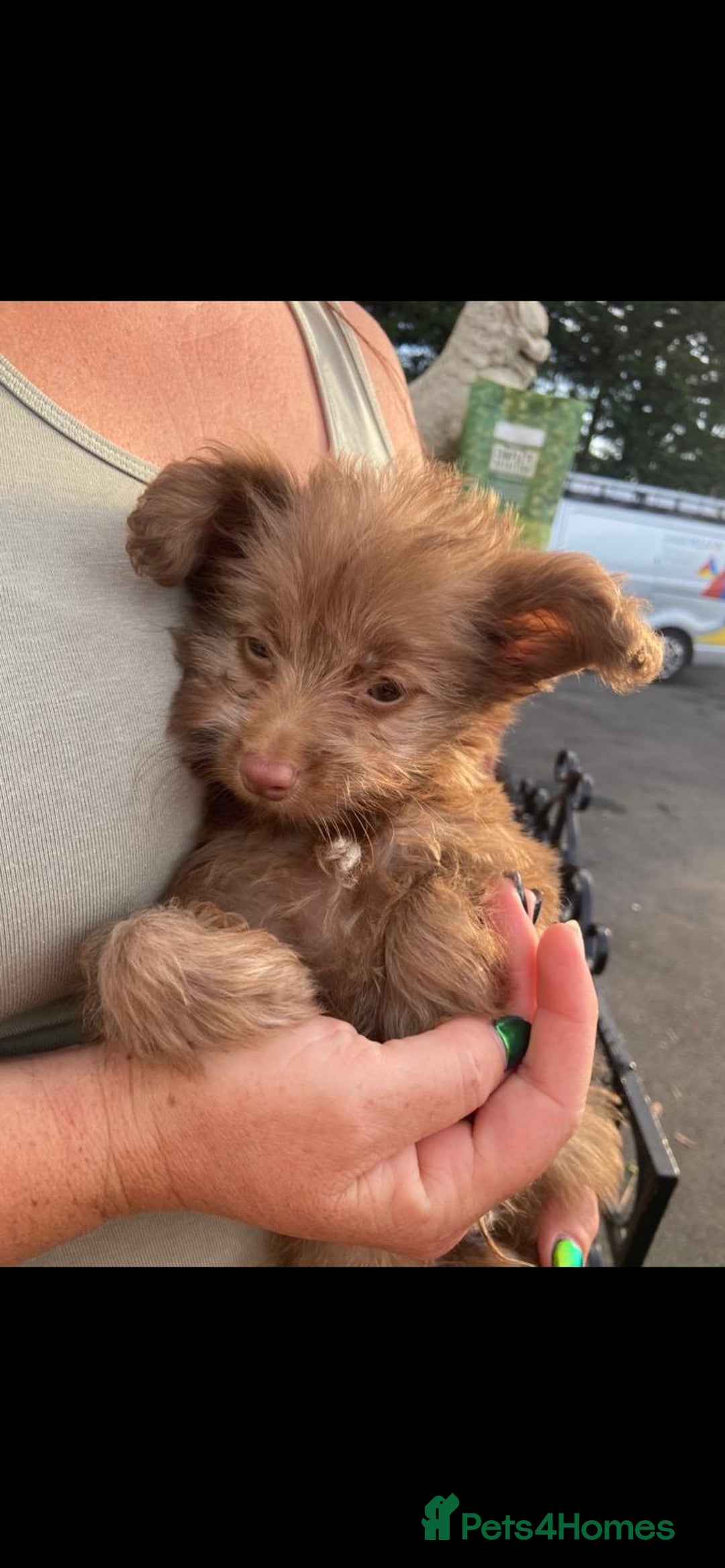 Mixed Breed dogs for sale: READY NOW 1 Pomapoo x Chihuahua boy  - Image 1