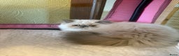 Persian cats for sale: 💕 Beautiful kitten 💕 - Advert 3