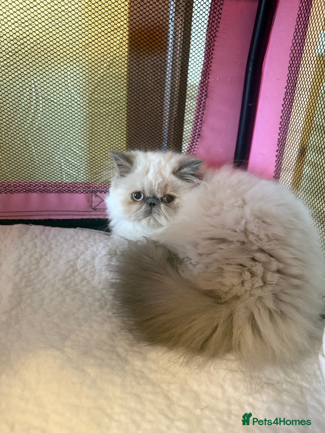 Persian cats for sale: 💕 Beautiful kitten 💕 - Advert 3