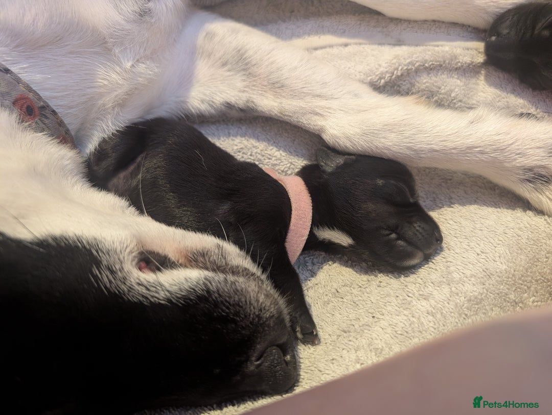 Mixed Breed dogs for sale: Doxie-Dales  - Image 34