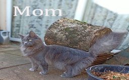 Maine Coon cats for sale: Blue Maine coon kittens - DNA health tested - Image 21