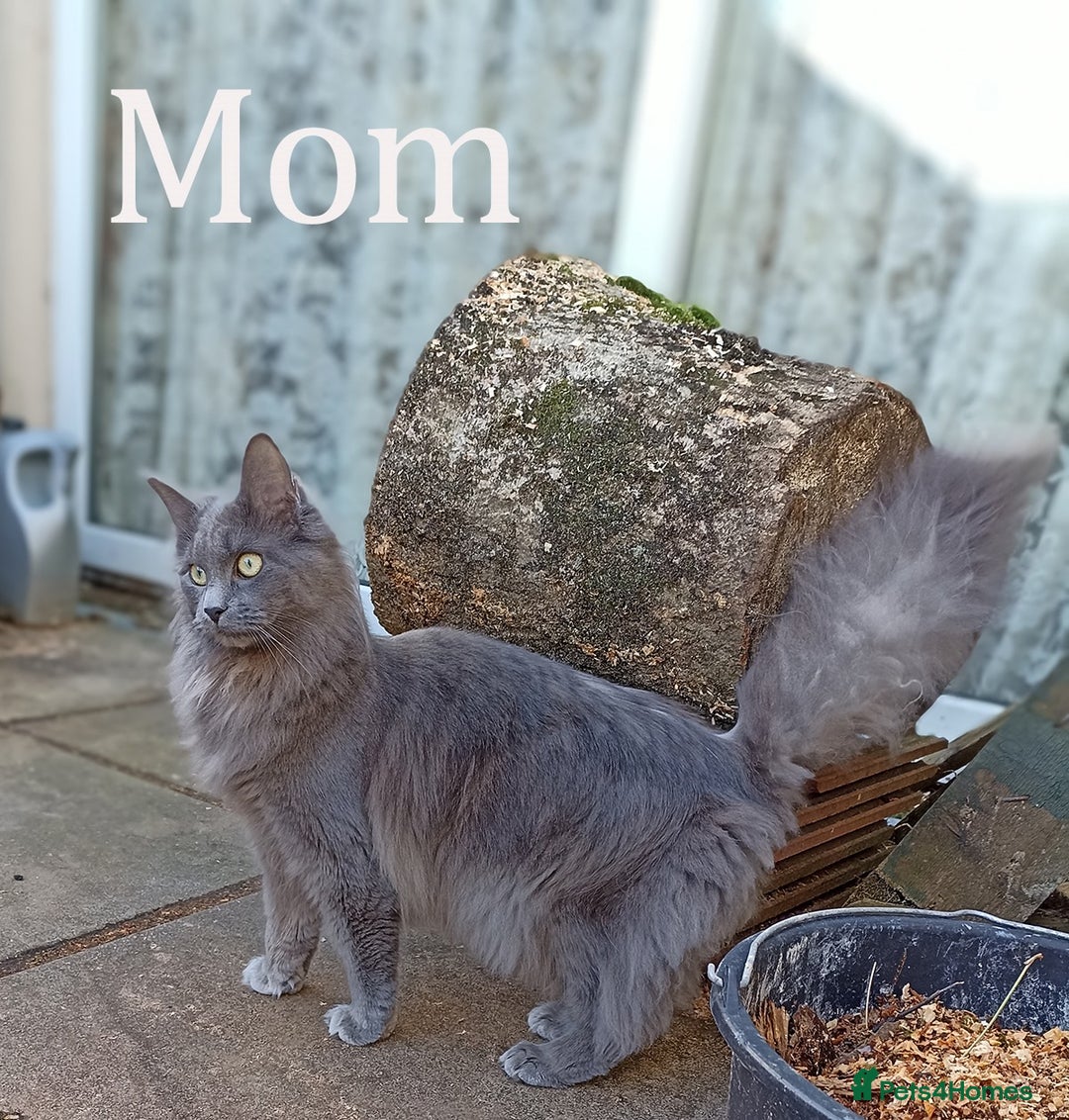Maine Coon cats for sale: Blue Maine coon kittens - DNA health tested - Image 21