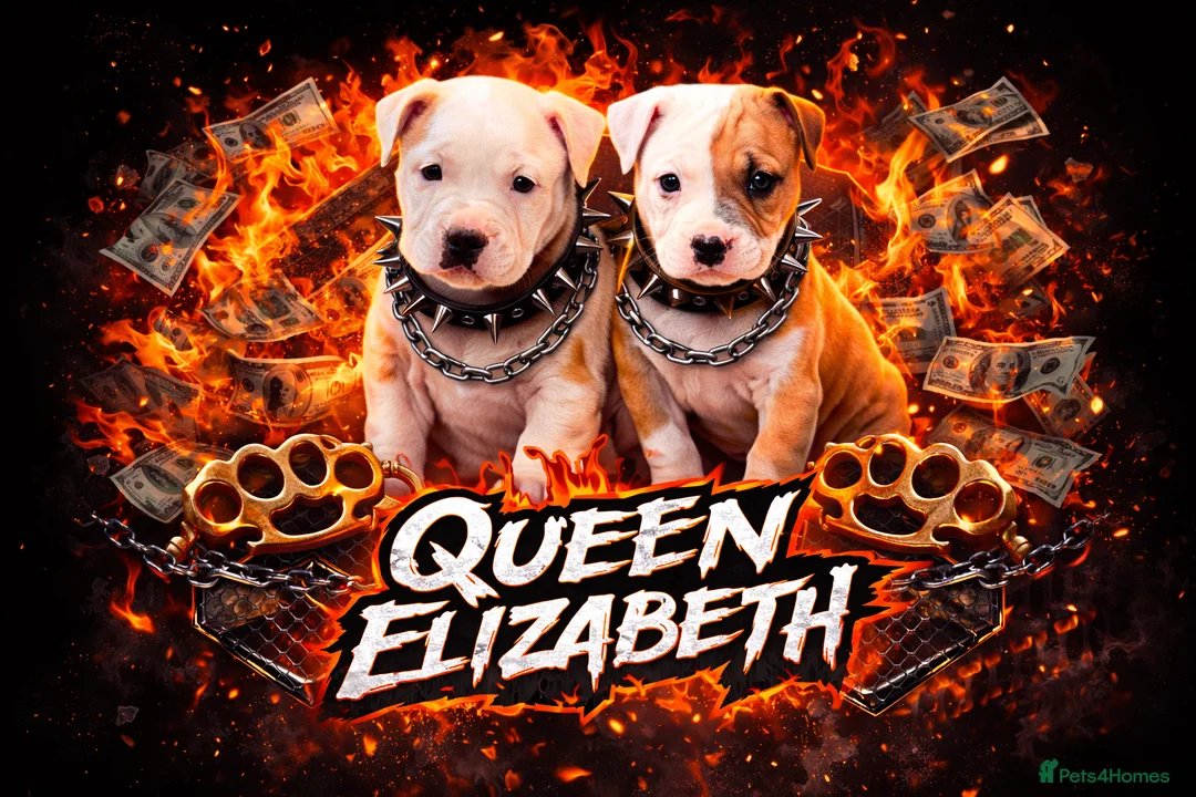 American Bull Staffy dogs for sale: We have two beautiful American staff  - Advert 7