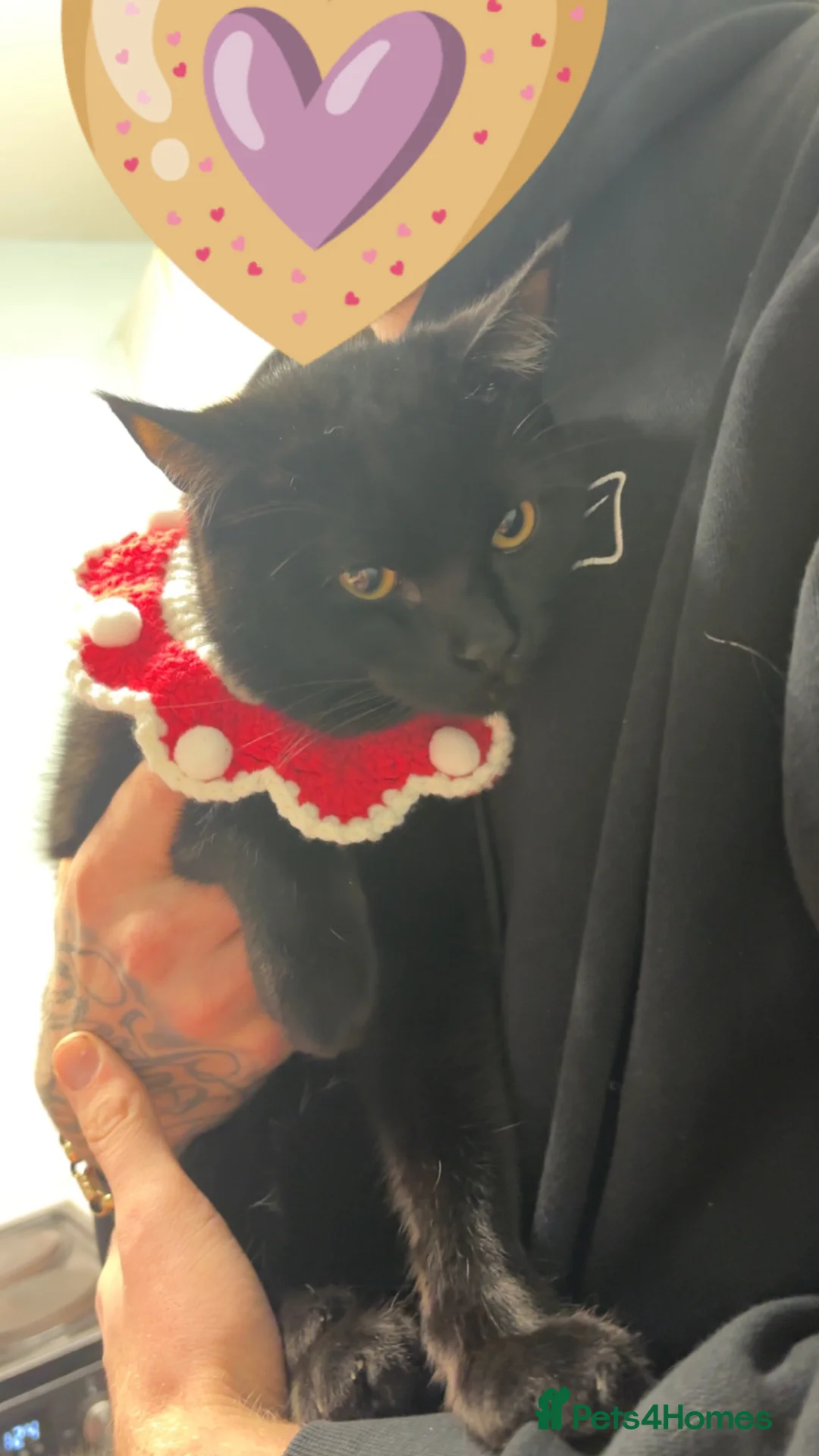 Turkish Angora cats for sale: Ozzy meowsborne in Kettering - Advert 3