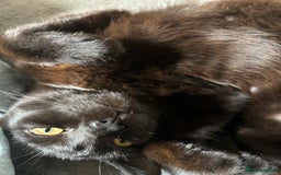 British Shorthair cats for sale: Young kitten Looking for a Loving Home – Urgent  - Image 3