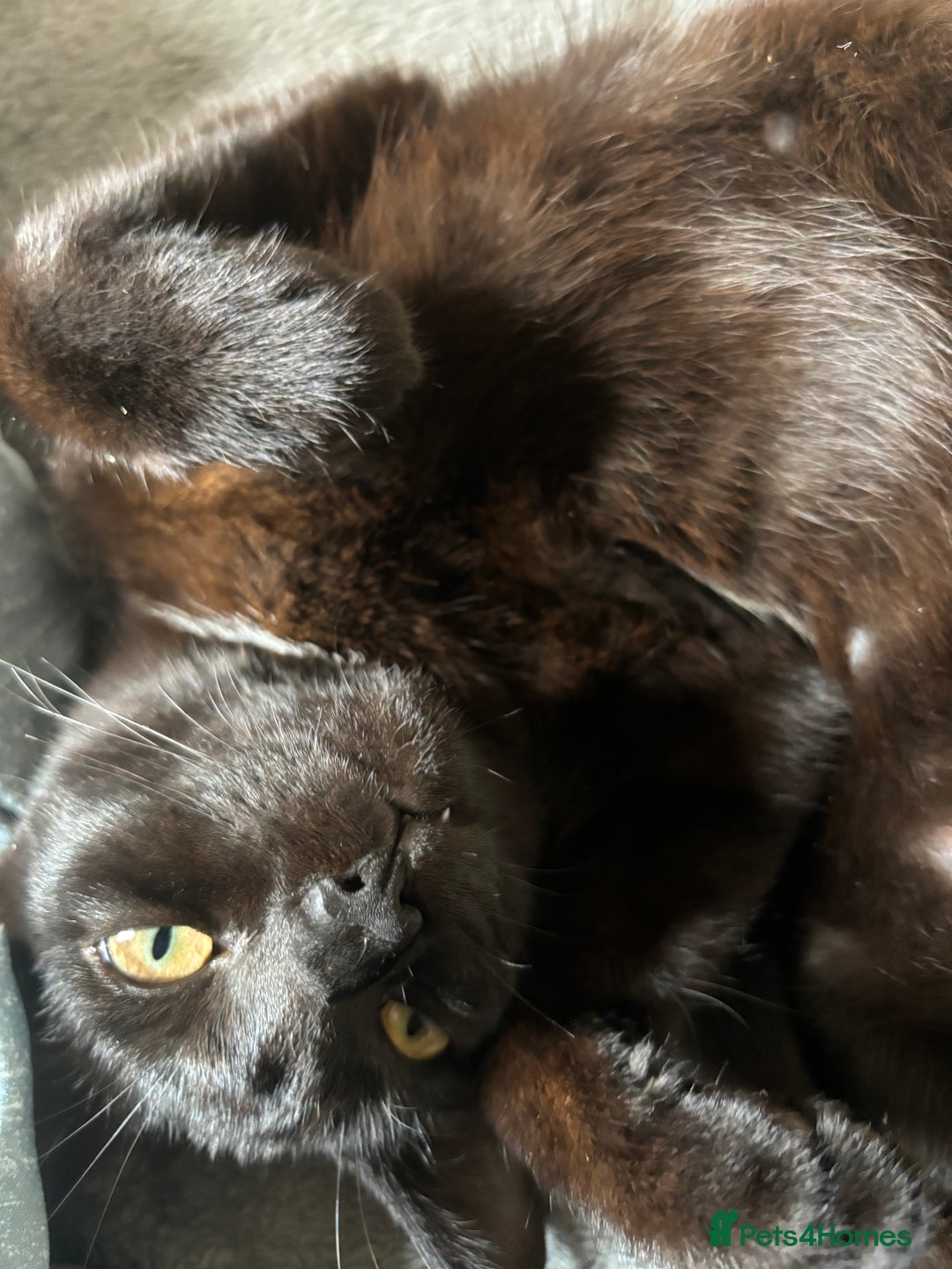 British Shorthair cats for sale: Young kitten Looking for a Loving Home – Urgent  - Image 3