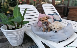 Mixed Breed dogs for adoption: Bobby, a superb little puppy boy for a Loving Home - Image 8