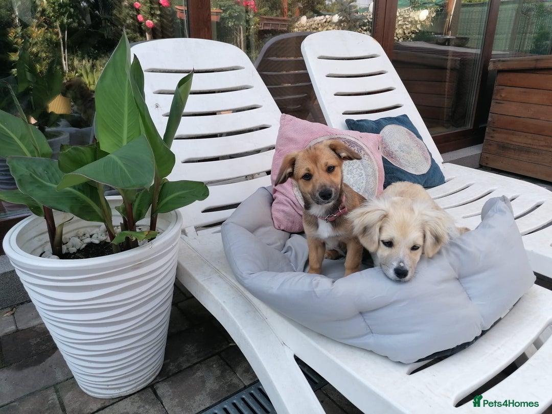 Mixed Breed dogs for adoption: Bobby, a superb little puppy boy for a Loving Home - Image 8