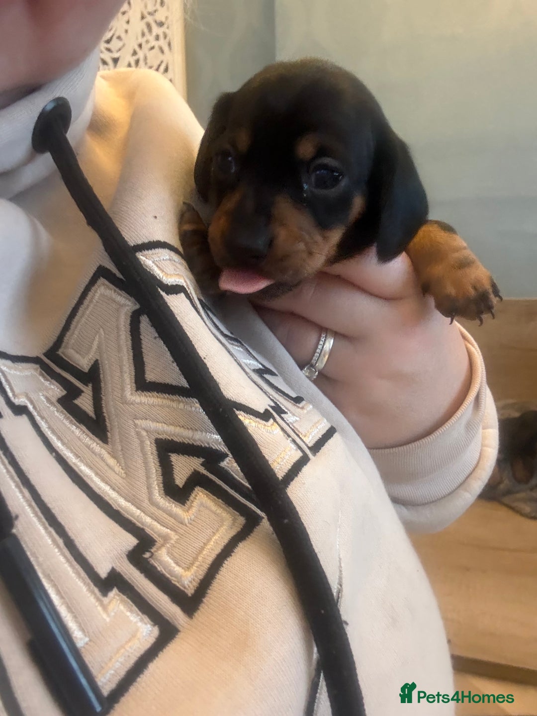 Miniature Dachshund dogs for sale: Black and Tan Miniature Dachshund Puppies  - Advert 11
