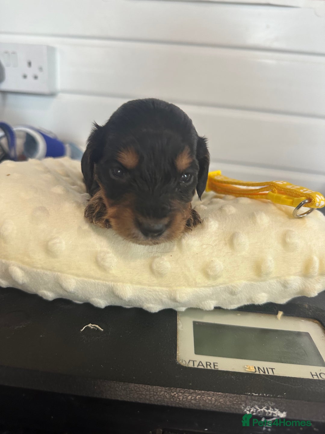 Cockapoo dogs for sale: Stunning 5  fully health tested  cockapoos  - Advert 3