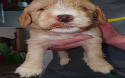 Cockapoo dogs for sale: Adorable cockerpoos under 1000 - Image 8
