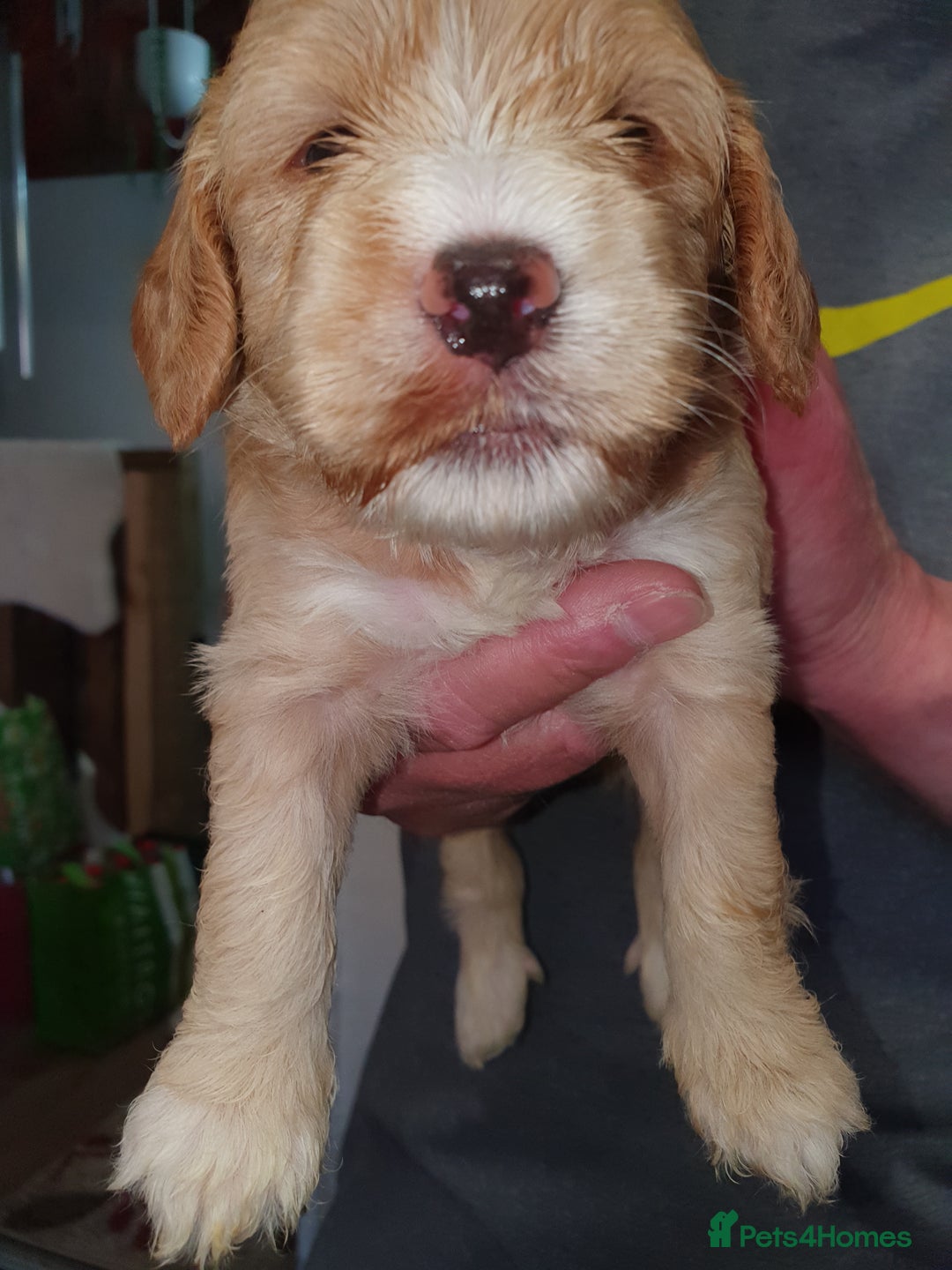 Cockapoo dogs for sale: Adorable cockerpoos under 1000 - Image 8