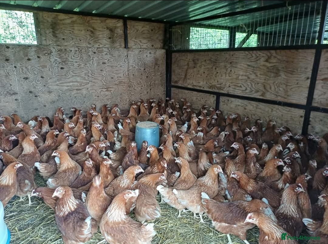 Chickens poultry for sale: POINT OF LAY COLOURED HYBRIDS AVAILABLE!!!! - Image 2