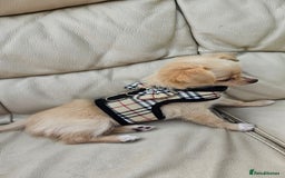 Chihuahua dogs for sale: Chihuahua long haired xs - Image 1