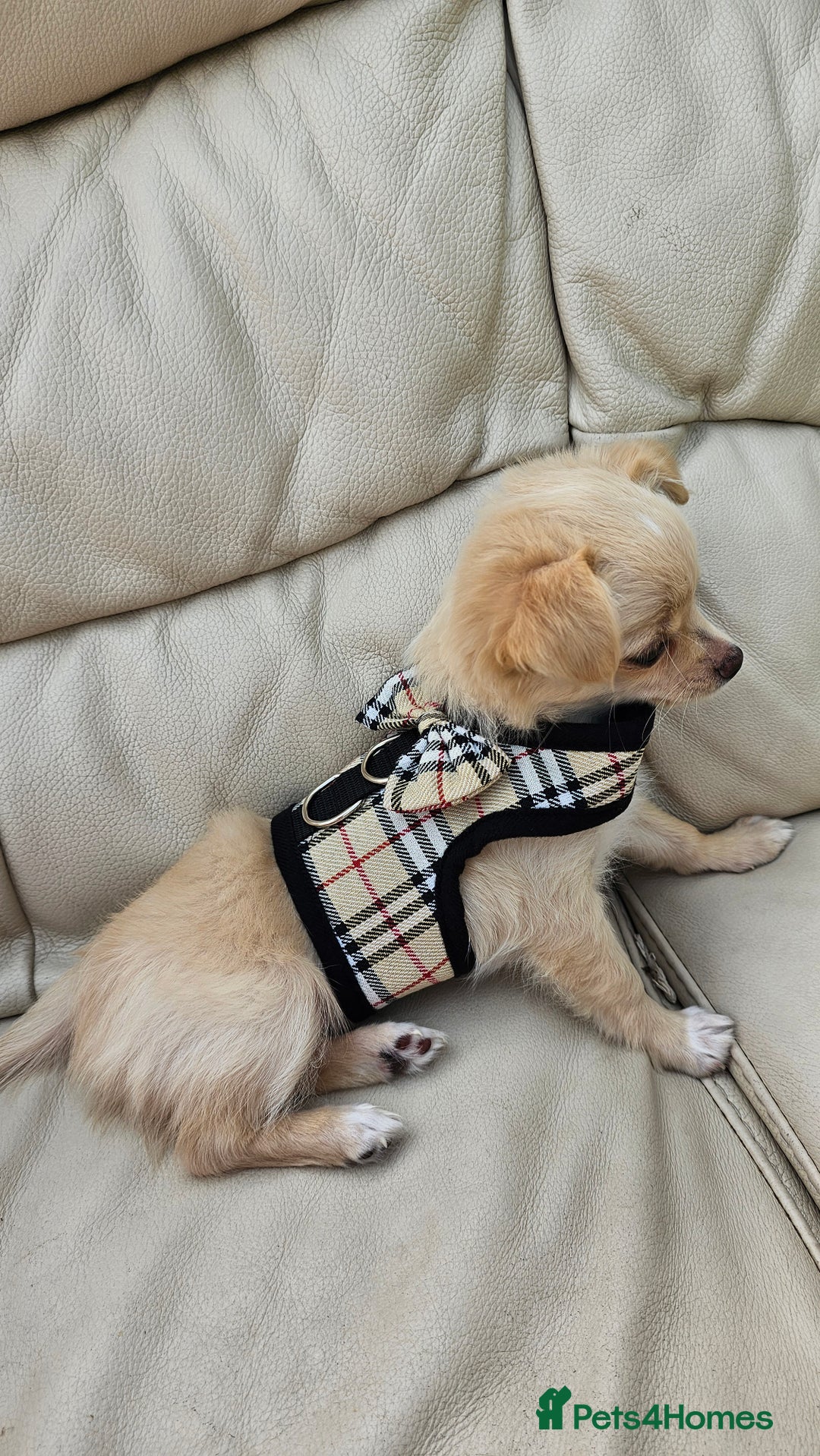Chihuahua dogs for sale: Chihuahua long haired xs - Image 1