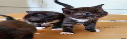 Mixed Breed cats for sale: 2 Mixed breed & 5 tuxedo kittens ready to leave - Advert 14