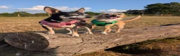 Chihuahua dogs for adoption: Sookie and Piper - Bonded Pair - Advert 4