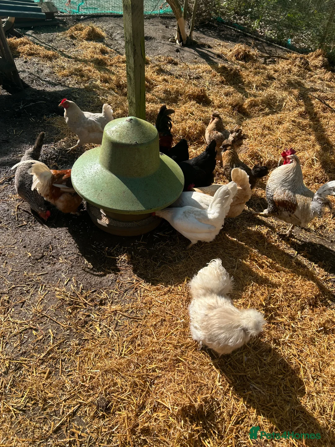 Chickens poultry for sale: 12x mixed chicken hatching eggs - Advert 6