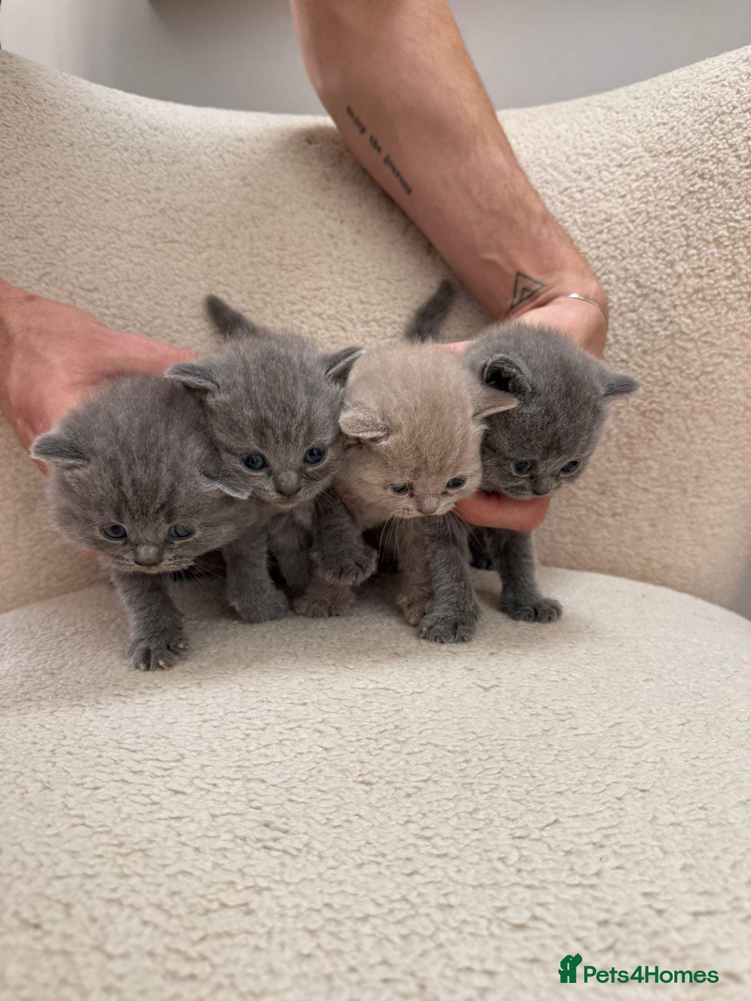 British Shorthair cats Beautiful British Shorthair kittens x4 - Advert 7