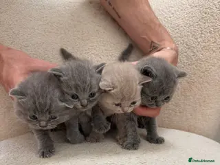 British Shorthair cats Beautiful British Shorthair kittens x4 - Advert 7