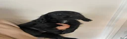 Cocker Spaniel dogs for sale: Working cocker spaniel puppies  - Advert 3