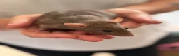 Rat rodents for sale: Rats for sale - Advert 12