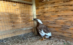 Ducks poultry for sale: Stunning fawn and white runner ducks  - Image 3